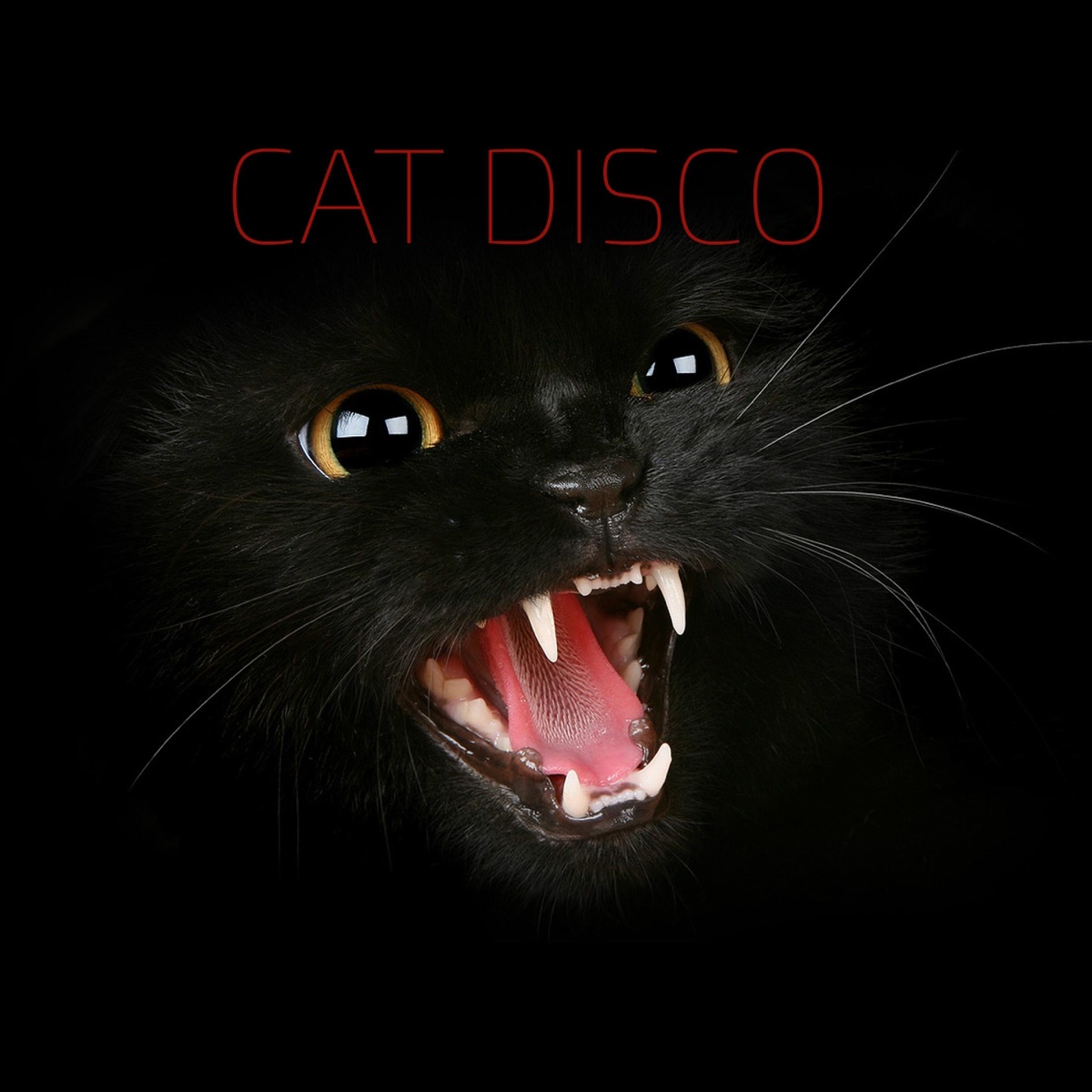 Cat disco