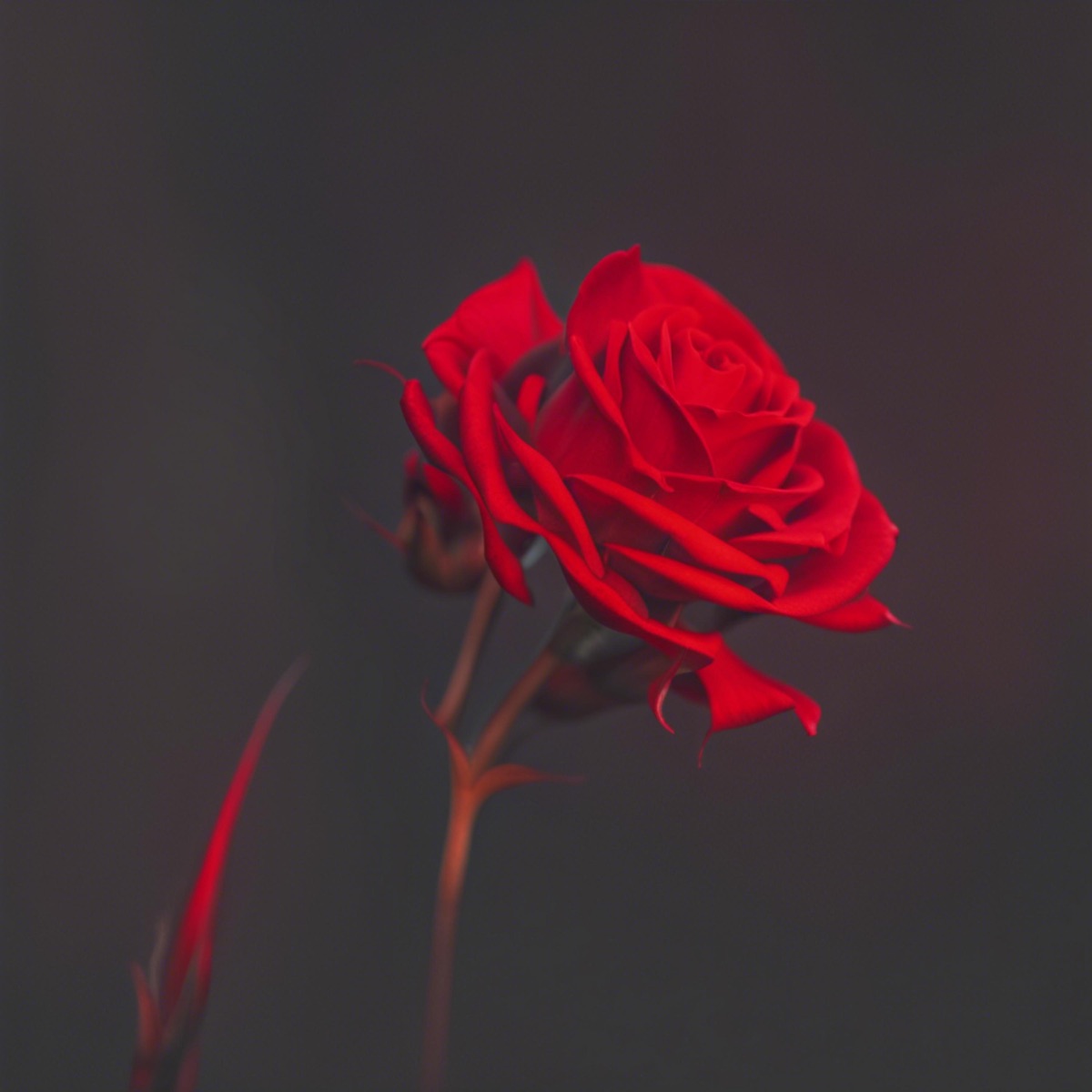 Punk shit (feat. Agim)