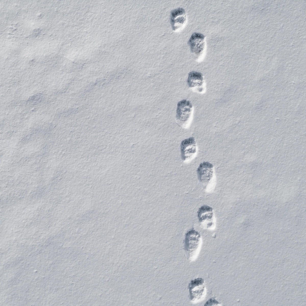 Medvěd (feat. Jura)