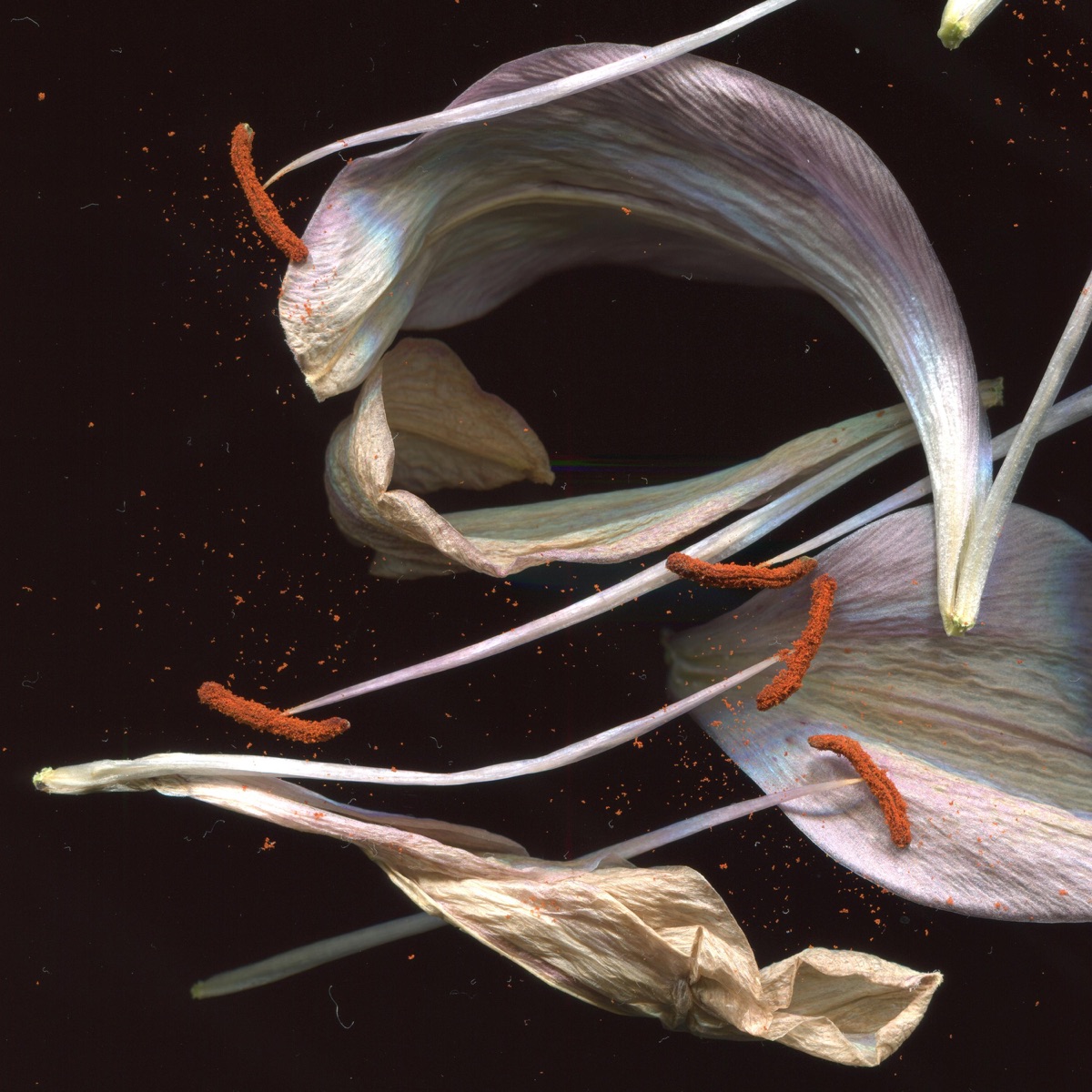 The swift