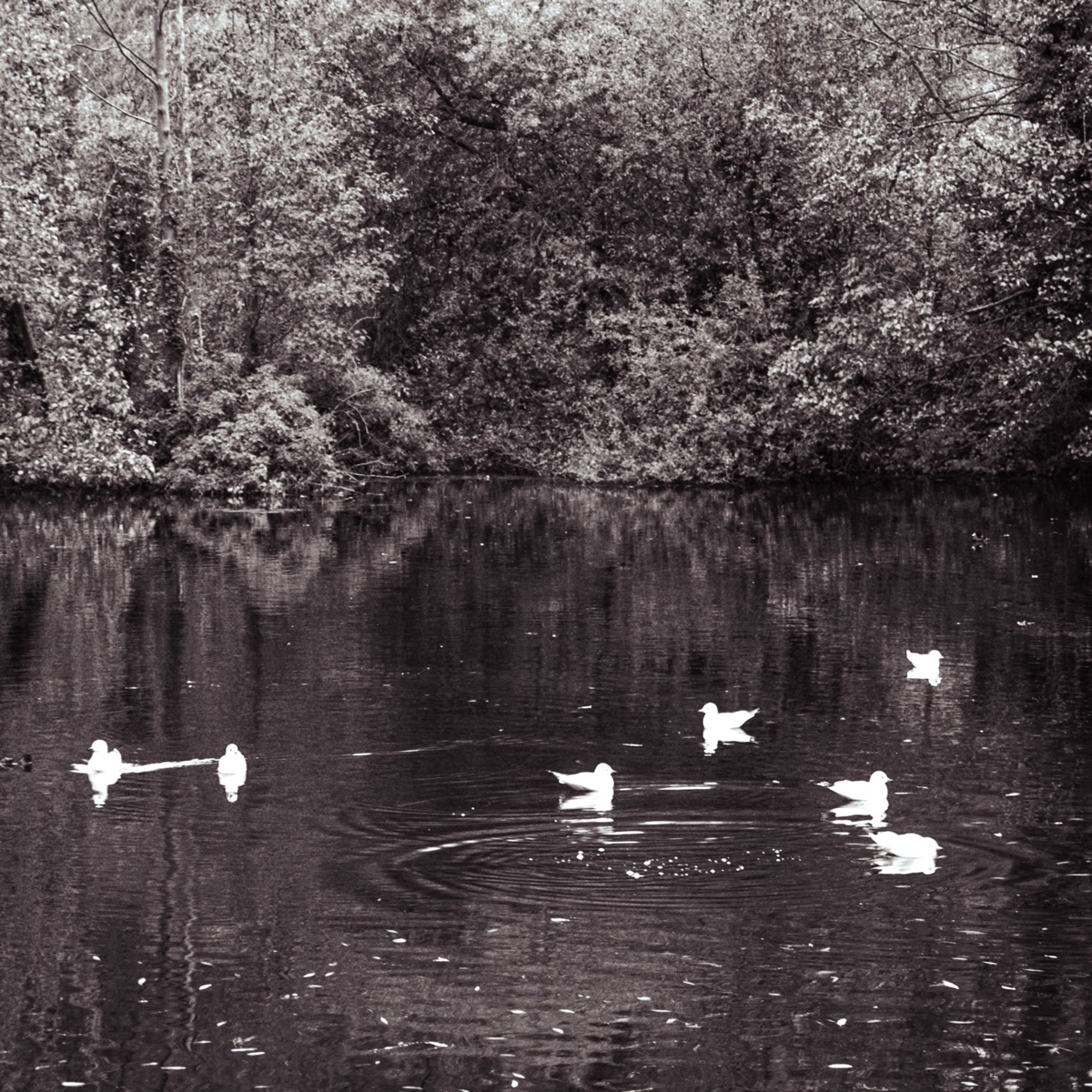 Chcem ti ch�ba� (feat. Adam the World)