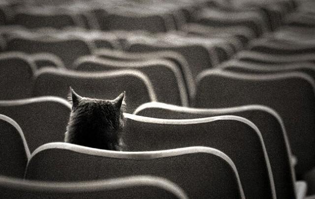 Schrödingerova kočka